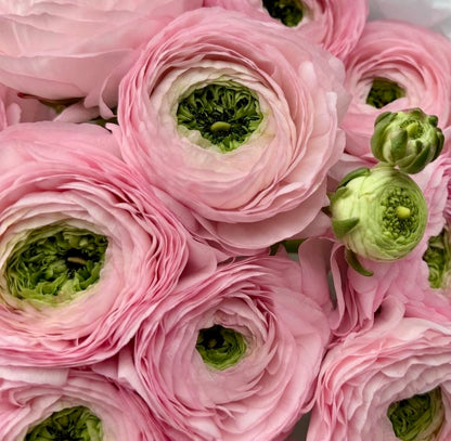 Extra-large luxury artisan mono bouquet featuring premium pink Cloni ranunculus with green centers wrapped in crisp white tissue and frosted matte paper held by a person by Lapin Flowers. Upscale elite floral delivery for Bethesda MD and Washington DC, McLean Virginia. 
