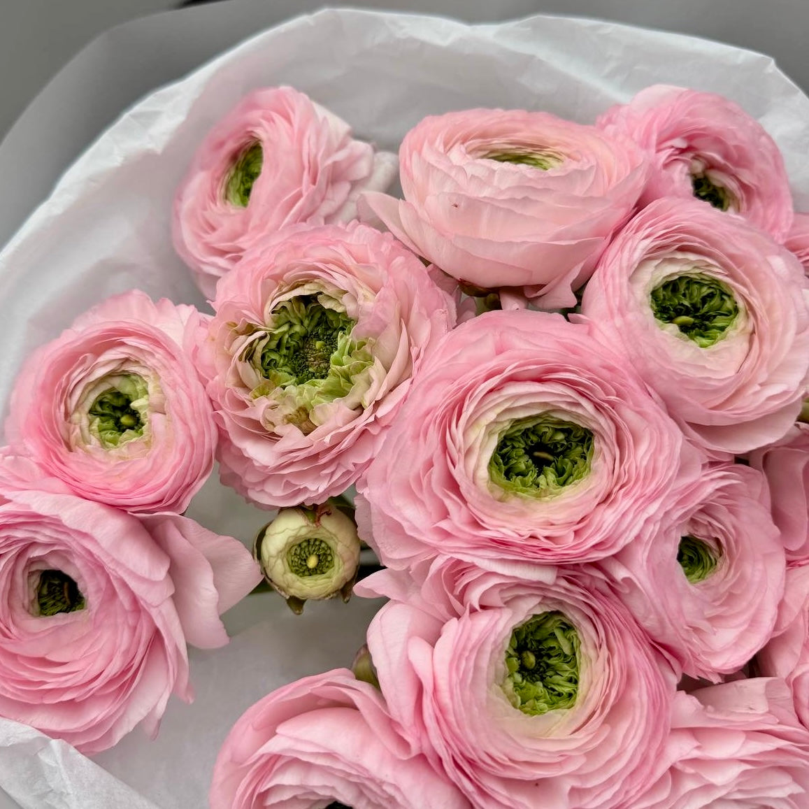 Extra-large luxury artisan mono bouquet featuring premium pink Cloni ranunculus with green centers wrapped in crisp white tissue and frosted matte paper held by a person by Lapin Flowers. Upscale elite floral delivery for Bethesda MD and Washington DC, McLean Virginia. 