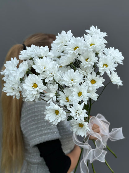 Pom White Daisy